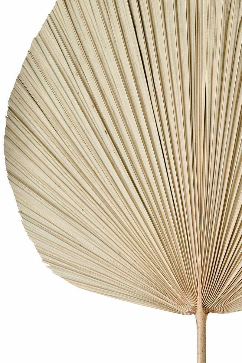 LL Ornament PLANTAE LL Ornament PLANTAE